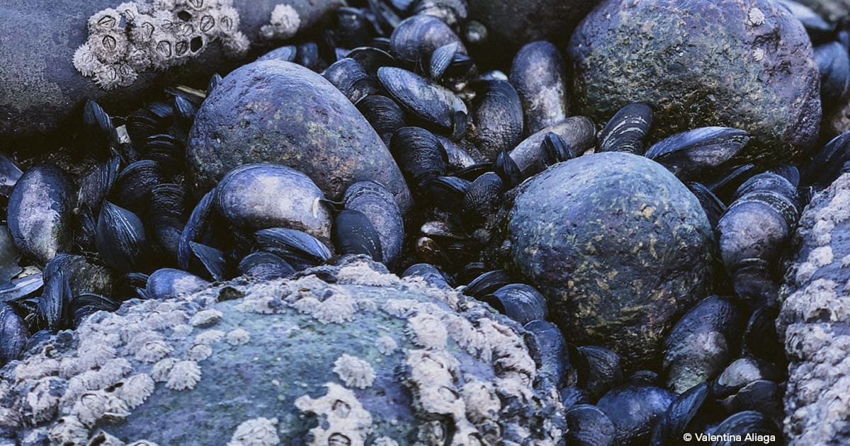 Mussels growing on rock in a natural environment.